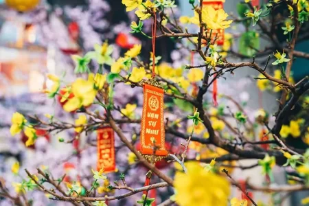 Cây Cảnh May Mắn Trang Trí Tết 3 cay-canh-may-man-trang-tri-tet