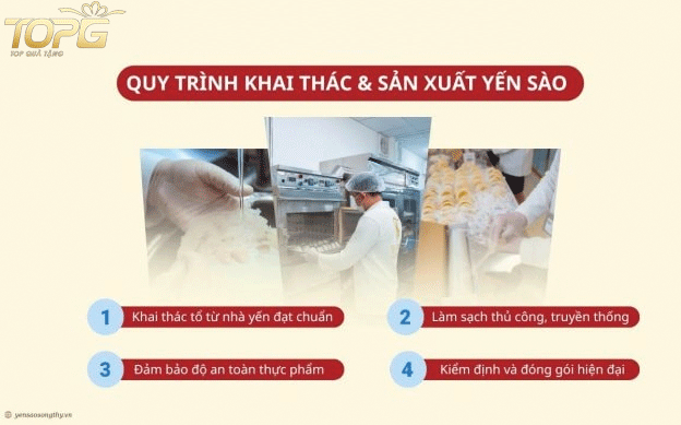 quy-trinh-khai-thac-va-che-bien-yen-sao-cao-cap